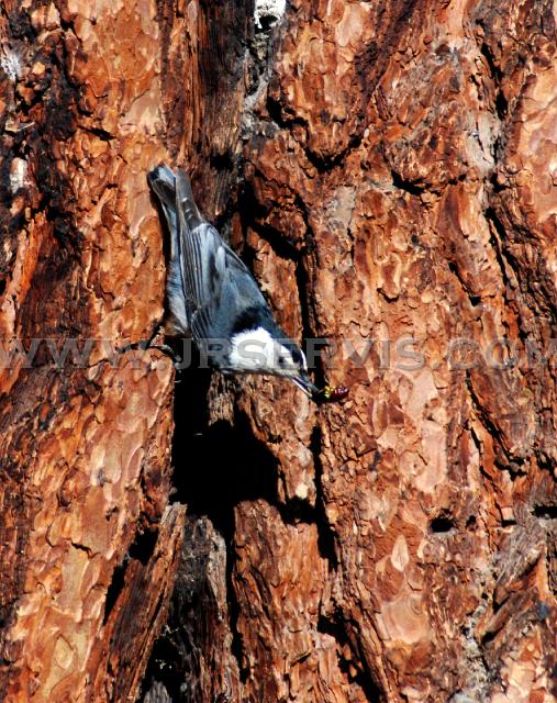 White-breasted Nuthatch.jpg